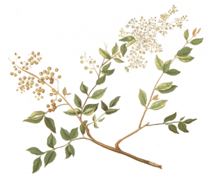 HENNA: Lawsonia intermis (Lawsonia bezbronna)