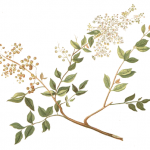 HENNA: Lawsonia intermis (Lawsonia bezbronna)