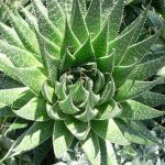 Aloes – zastosowania