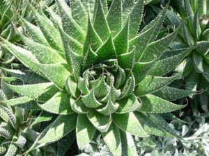 Aloes – zastosowania