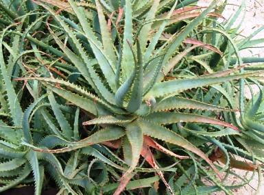 aloes