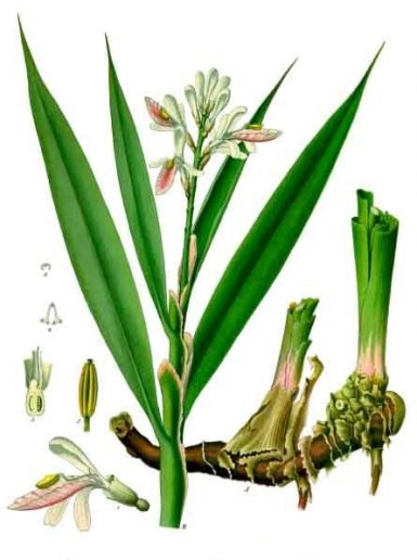 alpinia