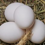 Witaminy w jajku — odkryj pełne spektrum zdrowia
