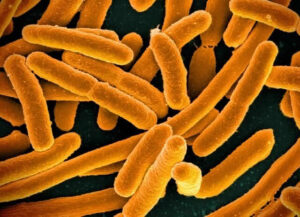 Mikrobiom jelitowy a nastrój – jak probiotyki i prebiotyki wpływają na samopoczucie